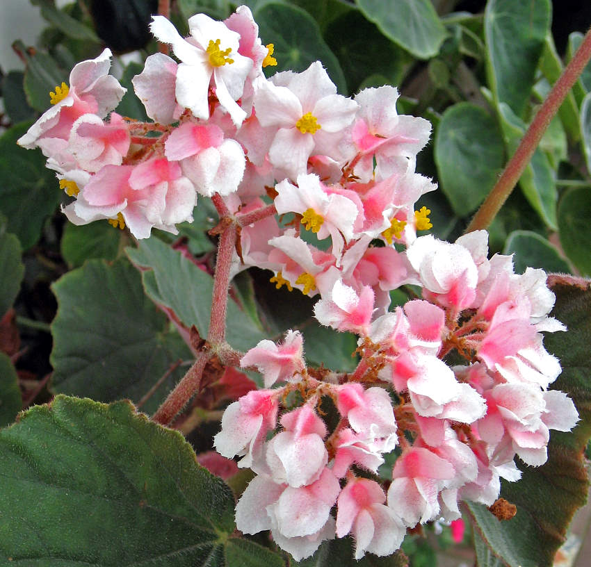 B. hugelii